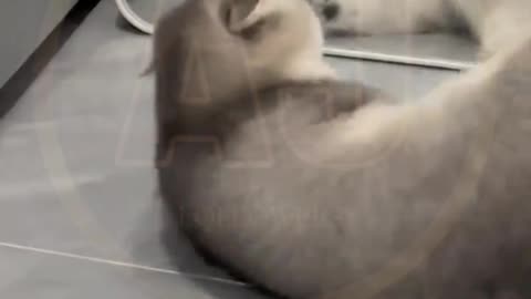 Funny video