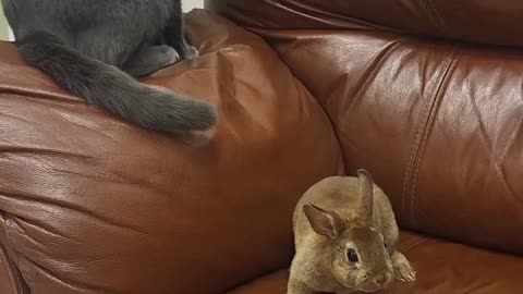 Life of Tim the Rabbit... Until Sam the Cat Appears #cutepets #catandrabbit #petfriends