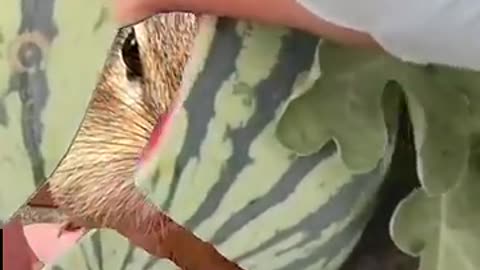 Chippy in Watermelon 🍉🐿️ #rumble
