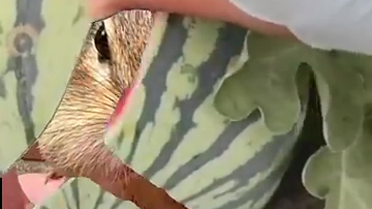 Chippy in Watermelon 🍉🐿️ #rumble