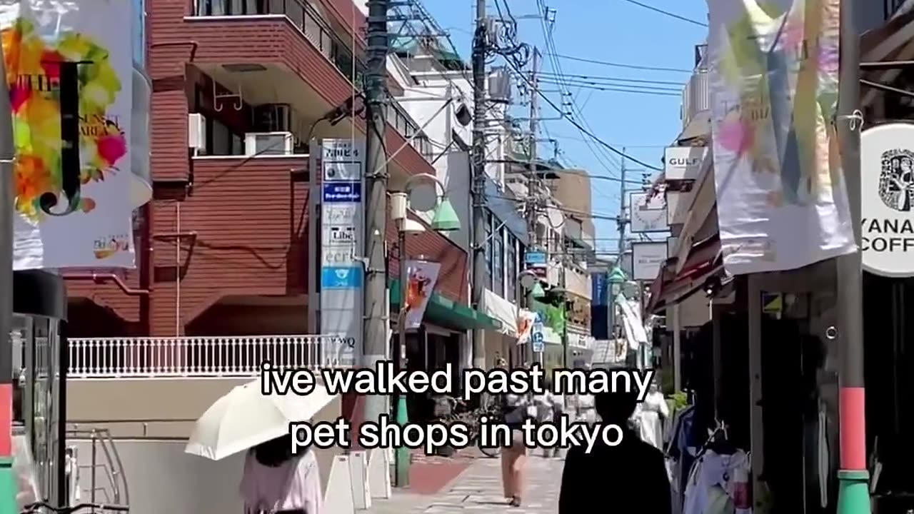 do NOT buy a pet in japan (mirror)