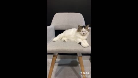 Funny animal videos