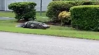 🤣🐱 You Won't Believe These Weird Florida Cats! | FunFM