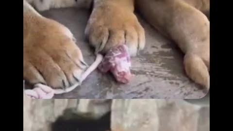 “Lion & Tiger Hangout Gone Wild | Funny Animal Flip 2025”