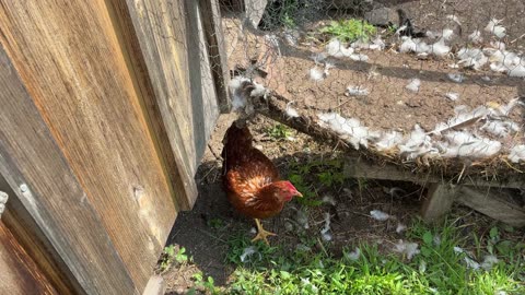 Chicken massacre. WARNING GRAPHIC CONTENT OF DEAD CHICKENS