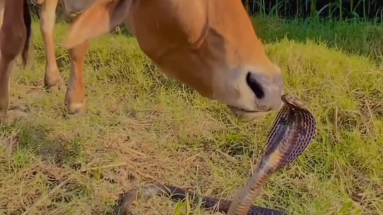 The Cow and the Snake