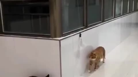 Random Funny Cat