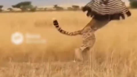 Eagle Took a Cheetah Off the Ground