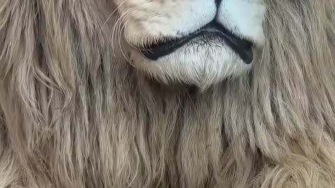 Woman Cares for Traumatized White Lion Cub, Bonds with Lion and Then