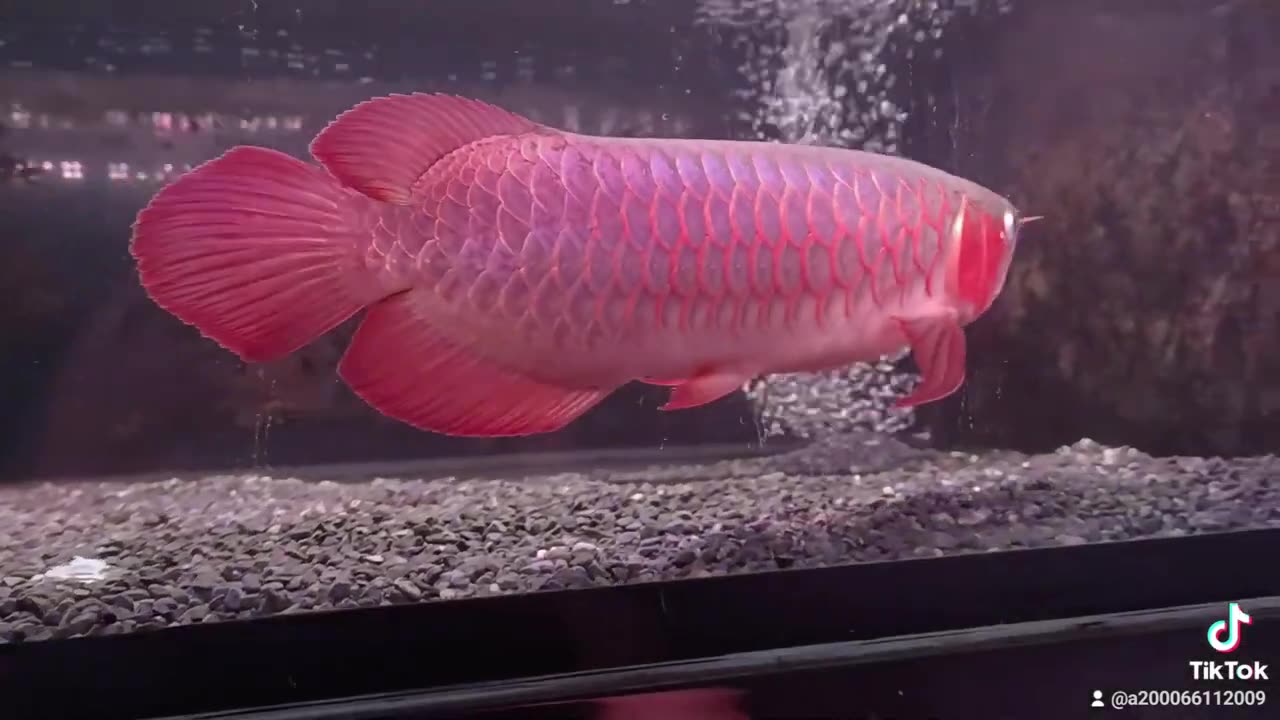 【龍爵士】印尼紅龍-即將滿腮