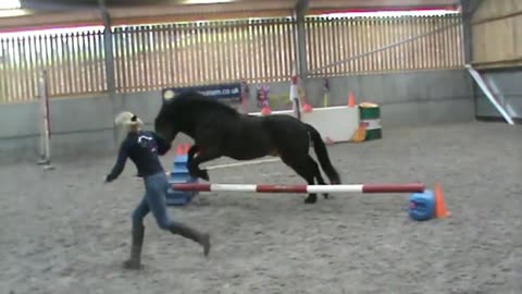 Pony Goes A Long Way To Become A World Champion