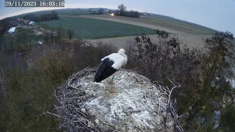 A wintering stork, frost doesn't scare him ❤