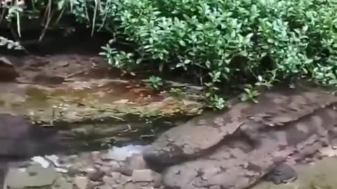The LARGEST Amphibians on Earth!