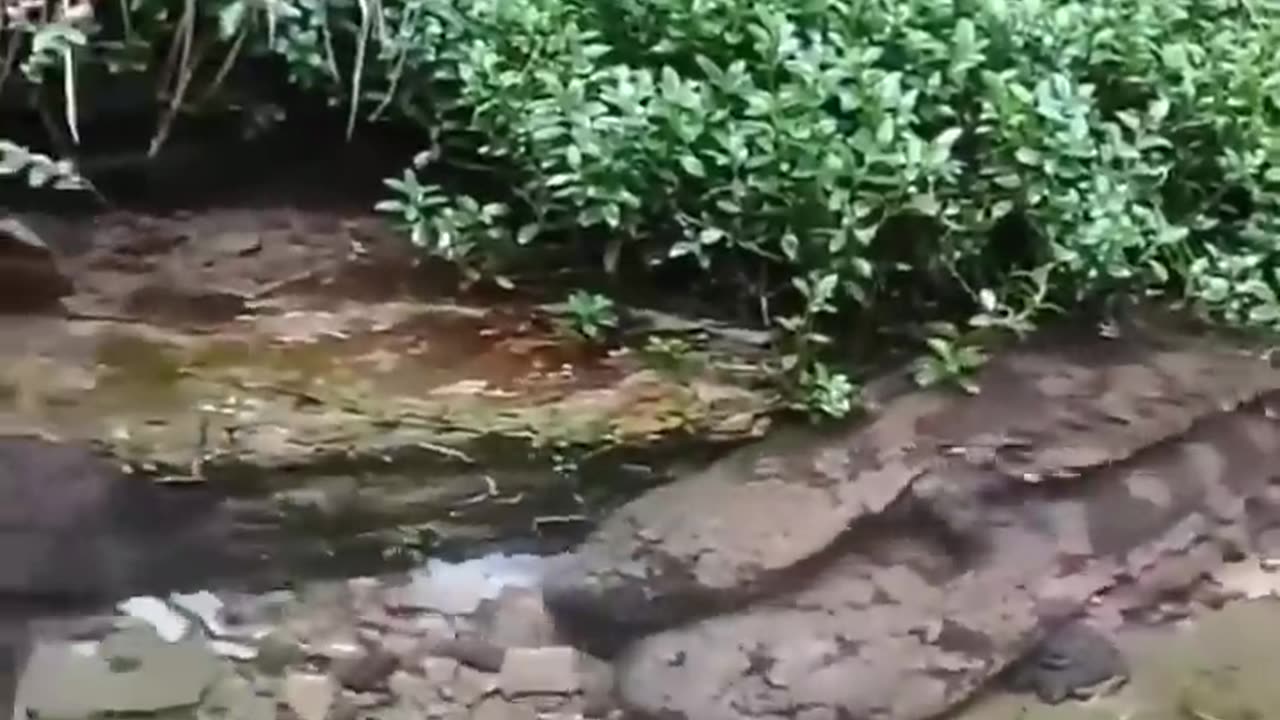 The LARGEST Amphibians on Earth!