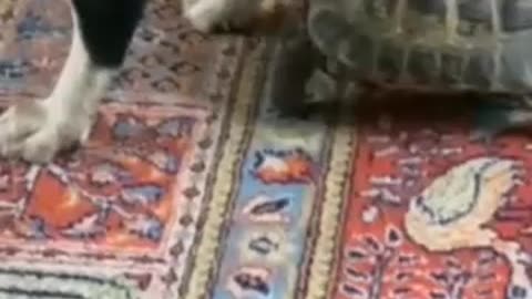 A ferocious but too slow turtle