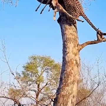 "Pure Power! Cheetah Lifts Its Prey High Against a Tree!"