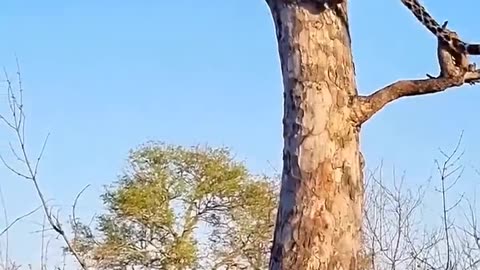 "Pure Power! Cheetah Lifts Its Prey High Against a Tree!"