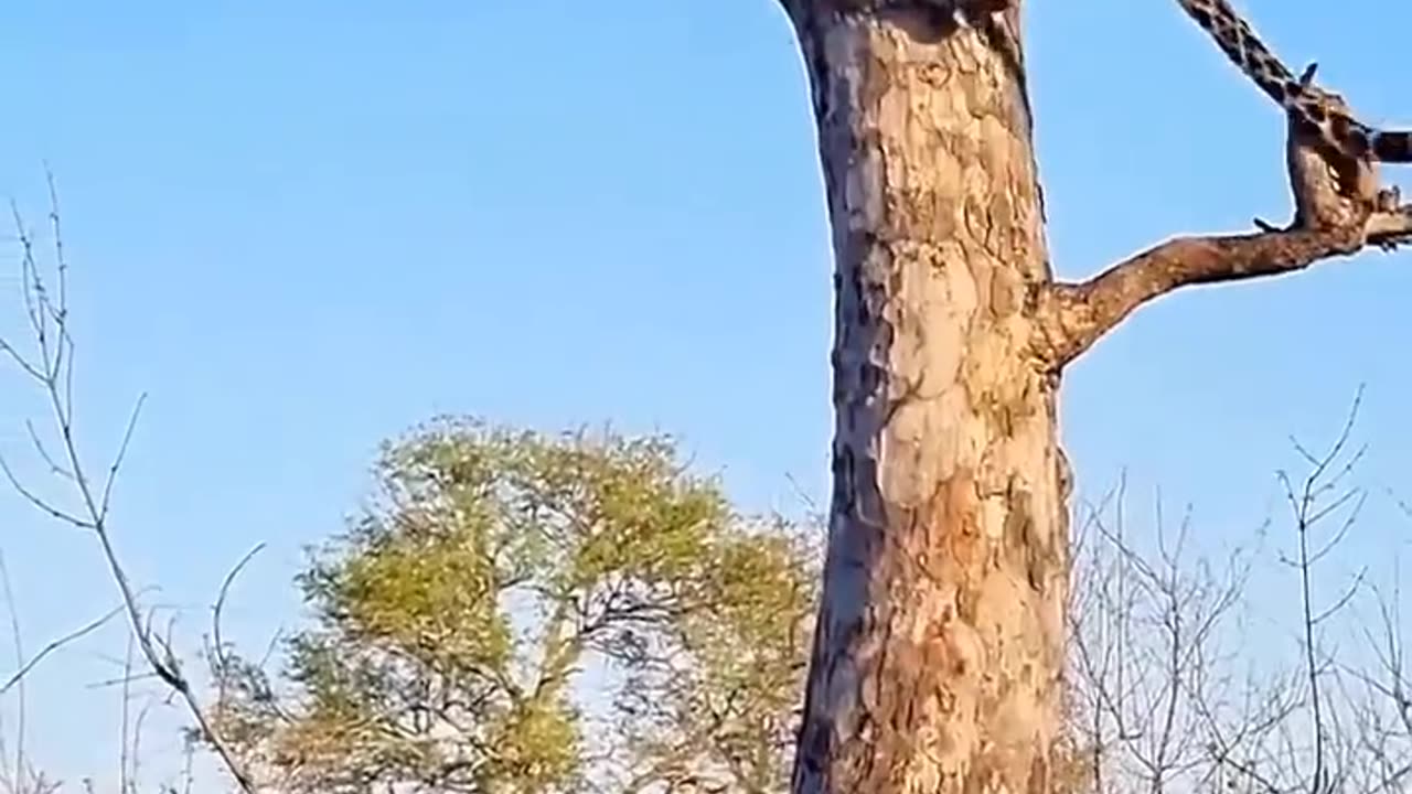 "Pure Power! Cheetah Lifts Its Prey High Against a Tree!"