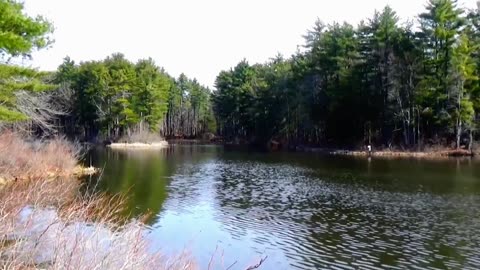 Hooded Mergansers