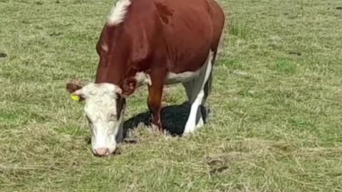 cow