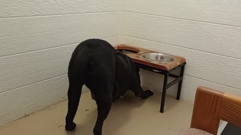 Nelly 5y A869565 @TRN Loving gave her my heart, from kennel 207 harrys haven PACC shelter20250803680