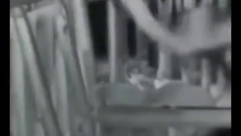 mira esta criatura captada en cámara