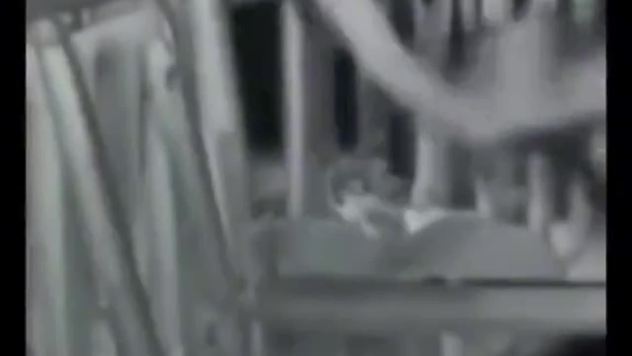 mira esta criatura captada en cámara