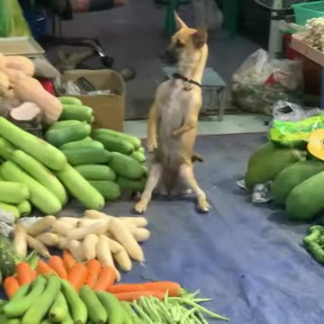 The dog sits guarding the store while the owner is away.