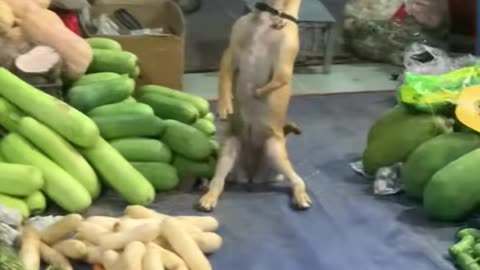 The dog sits guarding the store while the owner is away.