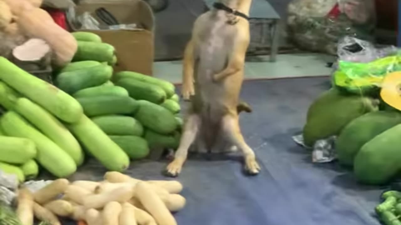 The dog sits guarding the store while the owner is away.