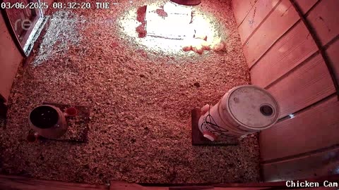 Millar Time Chicken Cam