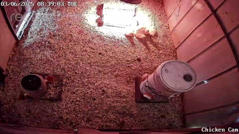 Millar Time Chicken Cam
