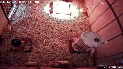 Millar Time Chicken Cam