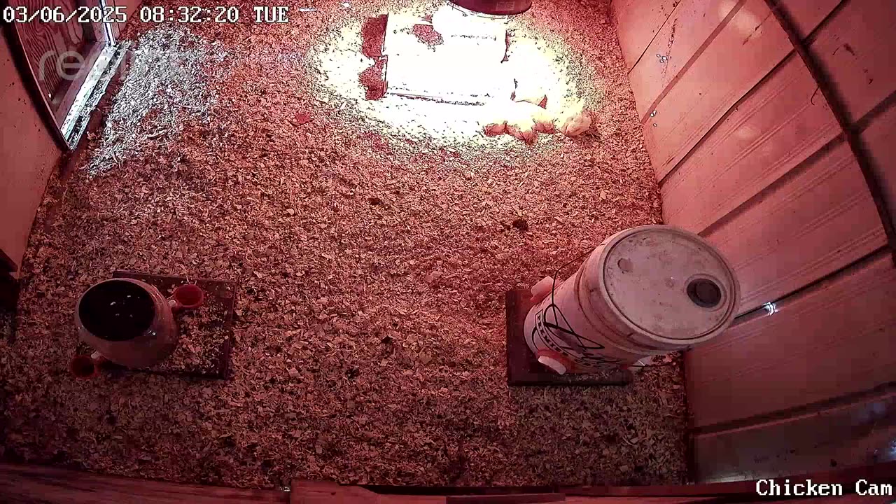 Millar Time Chicken Cam