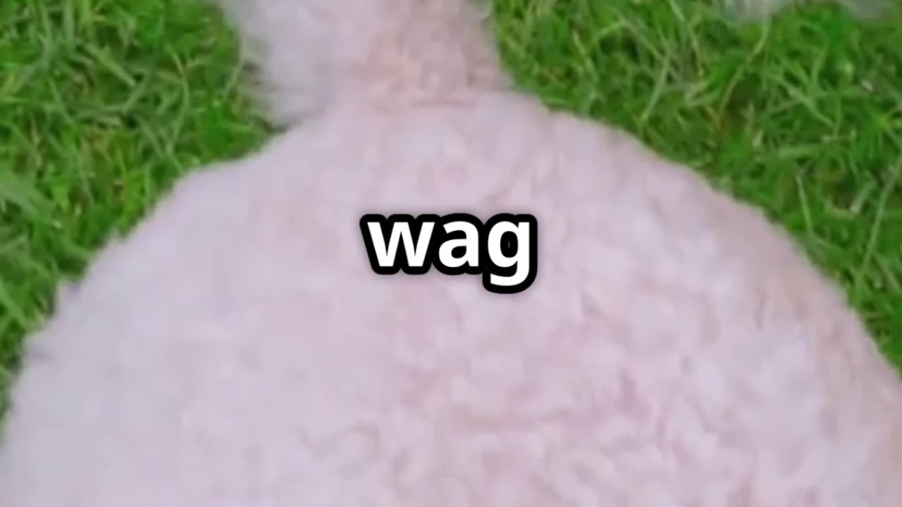 Speak Dog Understanding Canine