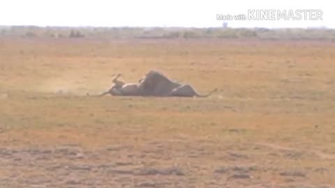 Lion Pride Battle: Old King Avenges Brother in Brutal Duel