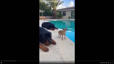 Humor: Dog had it with his little friend and throws him in the water for barking