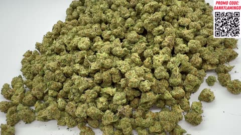 Bulk July Queen of the Month Illemonati Strain from THCA Small Buds on Dankin with the Flamingos!!