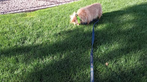 Kiko ChaCha VID_20250429_170522467