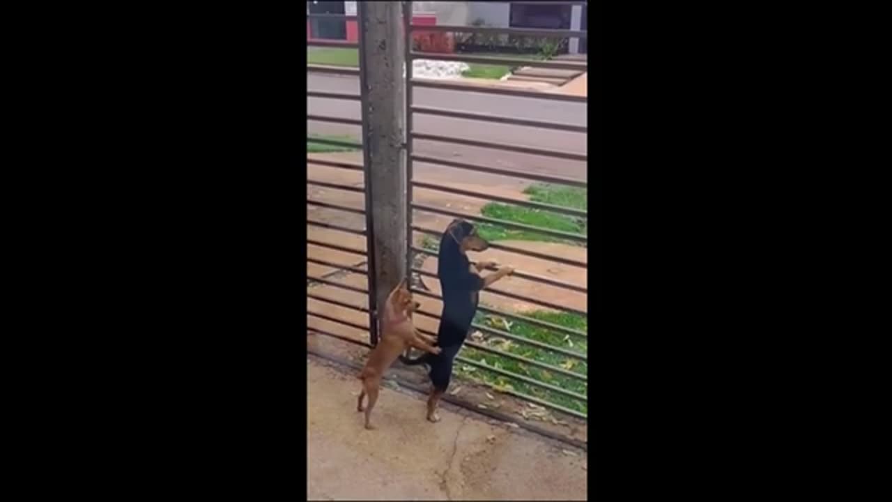 funny Cats and Dogs