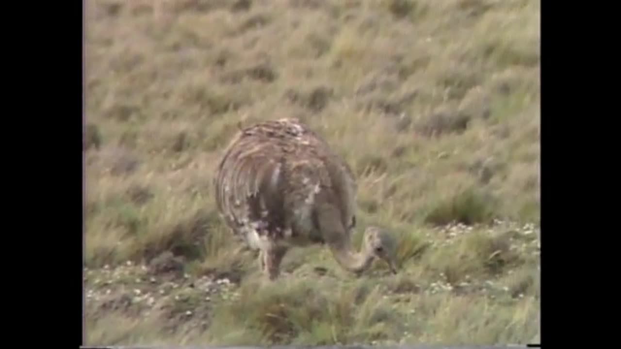 ñandu
