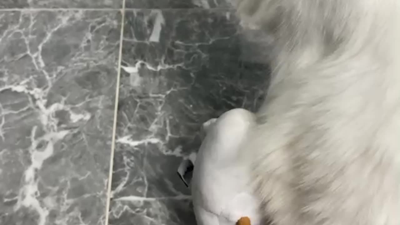 Cat cute white funny animal
