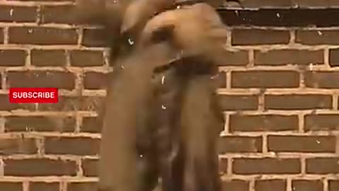 Charli chaplin comedy video