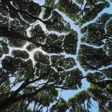 Look up more often..