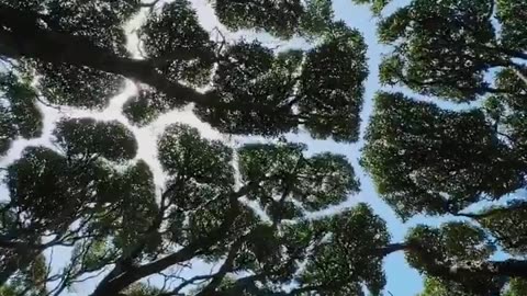 Look up more often..