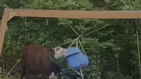 Funniest moments of Animals #shorts