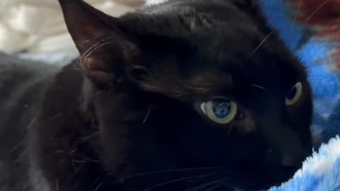 Cute Precious Piper Practices Her Kitten Skills - My Adopted Shelter Cat Vlog #shorts