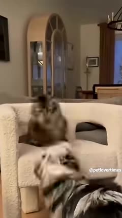 funniest pet video of the yearcat dog pets funny