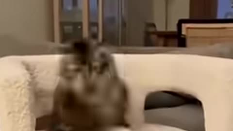 funniest pet video of the yearcat dog pets funny