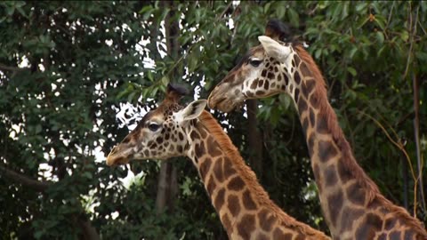 The San Diego Zoo Wildlife Alliance's conservation efforts in Kenya focus on coexistence